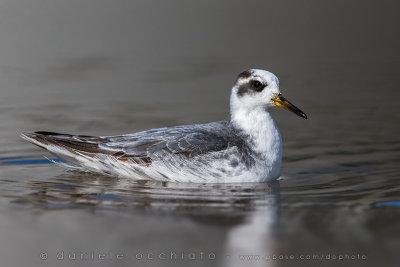 Grey Phalarope (Phalaropus fulicarius)