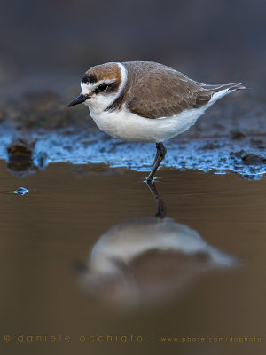 Kentish Plover (Charadrius alexandrinus)