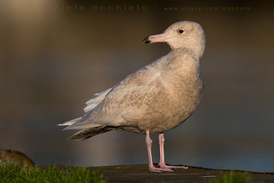 Glaucous Gull (Larus hyperboreus)