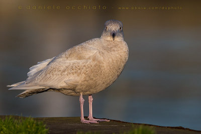 Glaucous Gull (Larus hyperboreus)