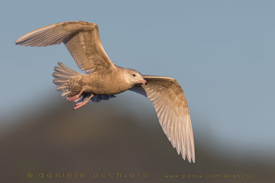 Glaucous Gull (Larus hyperboreus)