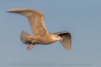 Glaucous Gull (Larus hyperboreus)