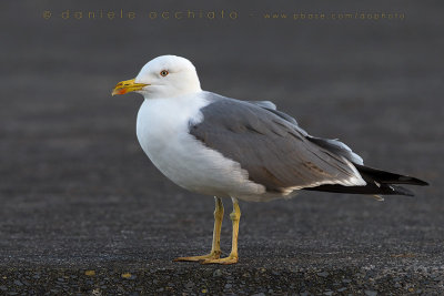 Azores Yellow-legged Gull (Larus michahellis atlantis)