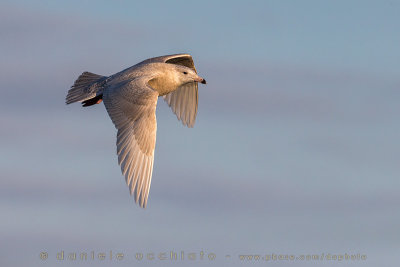 Glaucous Gull (Larus hyperboreus)