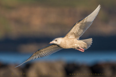 Glaucous Gull (Larus hyperboreus)