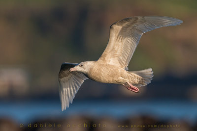 Glaucous Gull (Larus hyperboreus)