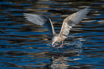 Glaucous Gull (Larus hyperboreus)