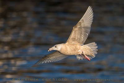 Glaucous Gull (Larus hyperboreus)