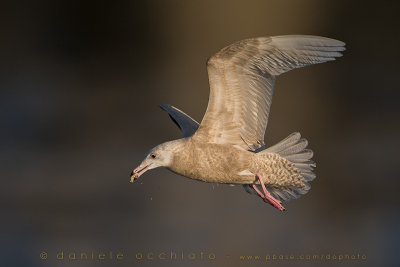 Glaucous Gull (Larus hyperboreus)