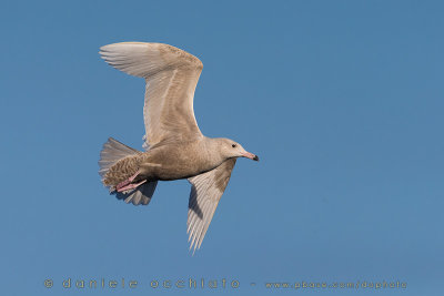 Glaucous Gull (Larus hyperboreus)