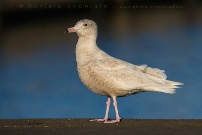 Glaucous Gull (Larus hyperboreus)