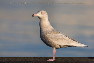 Glaucous Gull (Larus hyperboreus)