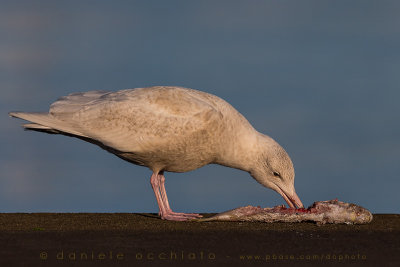 Glaucous Gull (Larus hyperboreus)