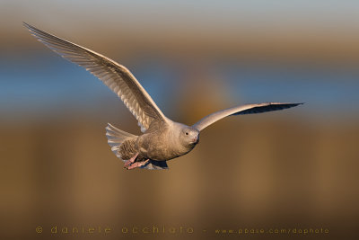 Glaucous Gull (Larus hyperboreus)