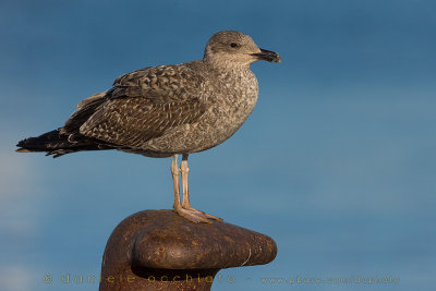 Azores Yellow-legged Gull (Larus michahellis atlantis)