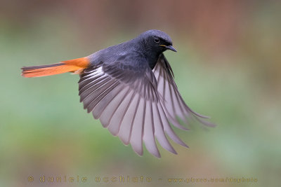 Black Redstart (Phoenicurus ochruros gibraltariensis)