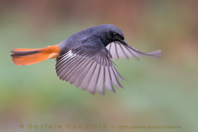 Black Redstart (Phoenicurus ochruros gibraltariensis)