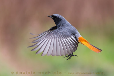 Black Redstart (Phoenicurus ochruros gibraltariensis)