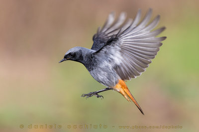 Black Redstart (Phoenicurus ochruros gibraltariensis)