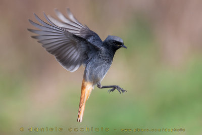 Black Redstart (Phoenicurus ochruros gibraltariensis)