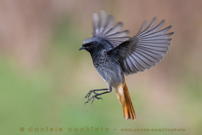 Black Redstart (Phoenicurus ochruros gibraltariensis)