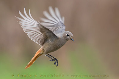 Black Redstart (Phoenicurus ochruros gibraltariensis)