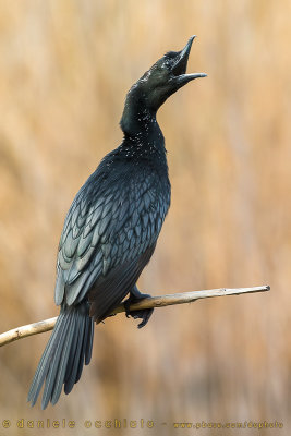 Pygmy Cormorant (Microcarbo pygmaeus)