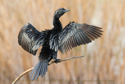 Pygmy Cormorant (Microcarbo pygmaeus)