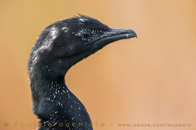 Pygmy Cormorant (Microcarbo pygmaeus)