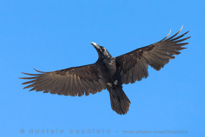Raven (Corvus corax)