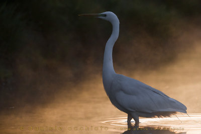 Great White Egret (Ardea alba)