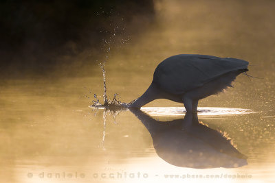 Great White Egret (Ardea alba)