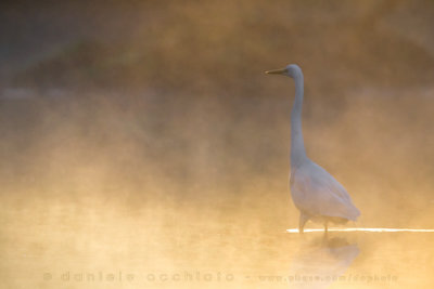 Great White Egret (Ardea alba)