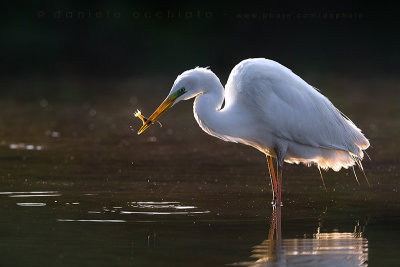 Great White Egret (Ardea alba)