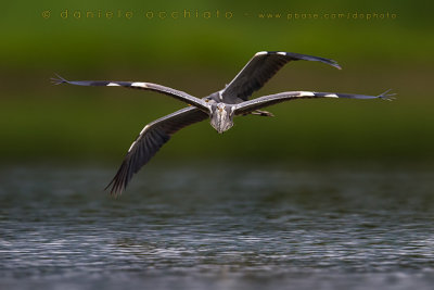 Grey Heron (Ardea cinerea)