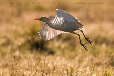 Cattle Egret (Bubulcus ibis)