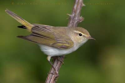 Western Bonelli's Warbler (Phylloscopus bonelli)