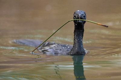 Pygmy Cormorant (Microcarbo pygmaeus)
