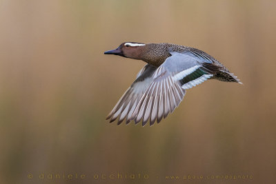 Garganey (Anas querquedula)