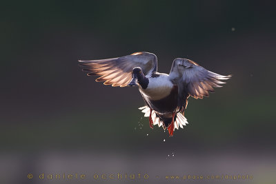 Northern Shoveler (Anas clypeata)