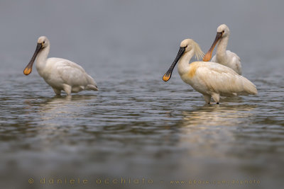 Eurasian Spoonbill (Platalea leucorodia)