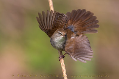 Cetti's Warbler (Cettia cetti)