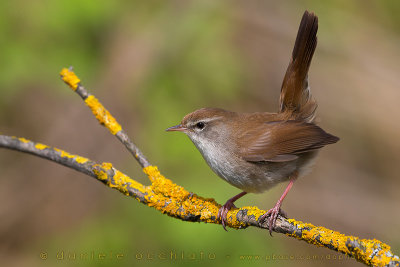 Cetti's Warbler (Cettia cetti)