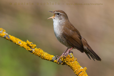 Cetti's Warbler (Cettia cetti)