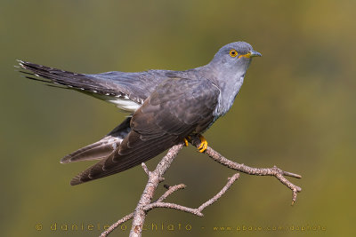 Common Cuckoo (Cuculus canorus)