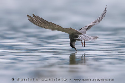 Black Tern (Chlidonias niger)