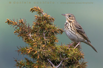 Tree Pipit (Anthus trivialis)