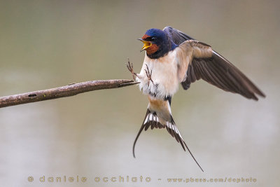 Barn Swallow (Hirundo rustica)