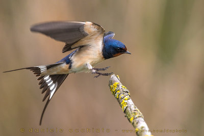 Barn Swallow (Hirundo rustica)