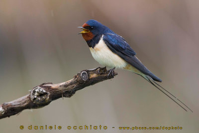 Barn Swallow (Hirundo rustica)
